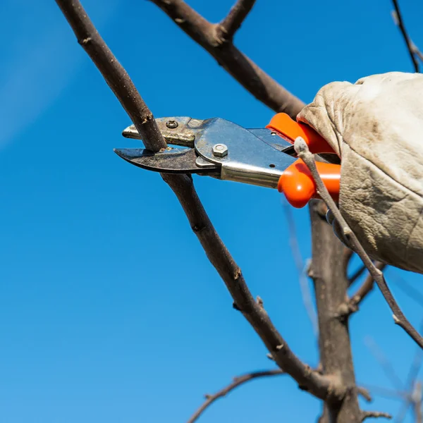 Árbol de poda hombre — Foto de Stock