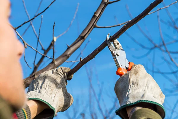 Man snoeien boom Stockafbeelding