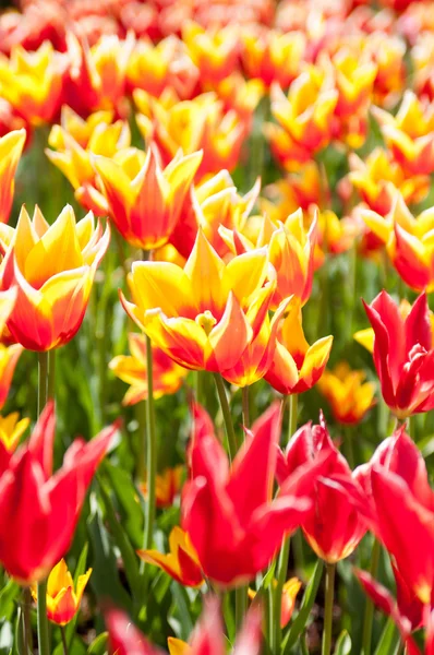 Orange röda tulpaner — Stockfoto