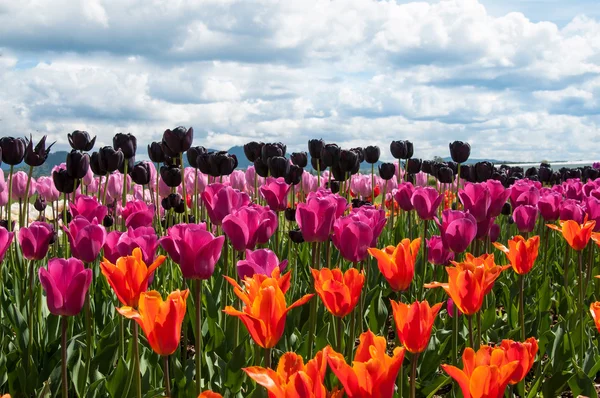 黒、紫と赤の花とチューリップ畑 — ストック写真
