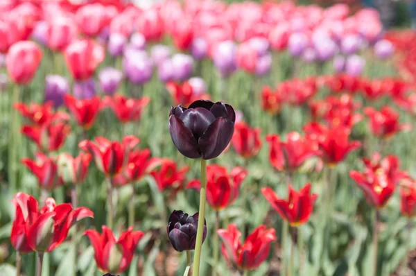Satu tulip hitam pada bidang tulip merah — Stok Foto