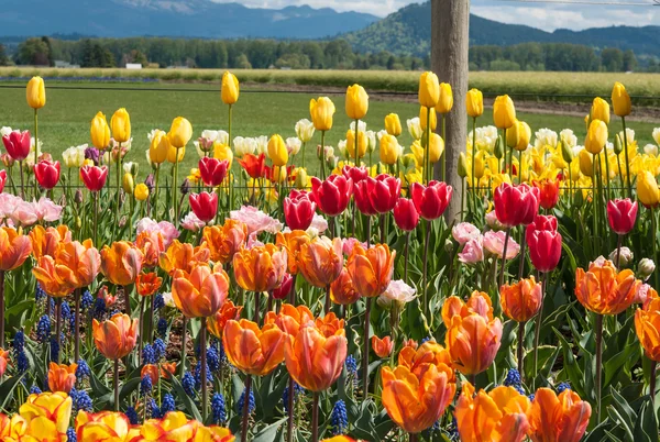 Multicolored tulips - red, pink, orange, yellow — Stock Photo, Image