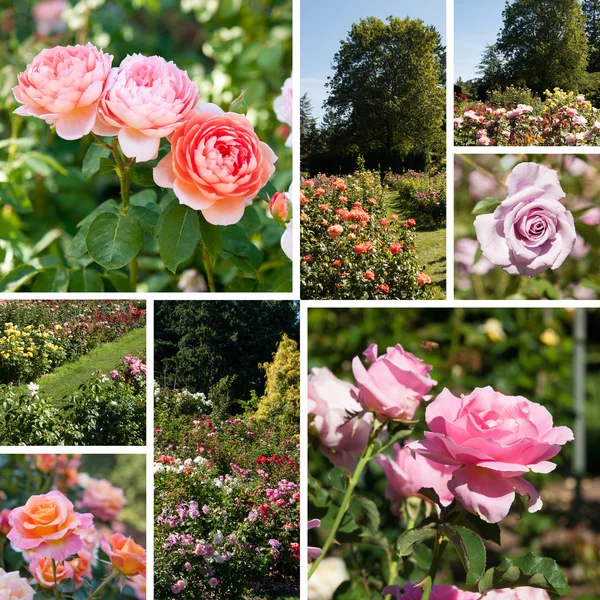 Коллаж Rose Garden с восемью изображениями — стоковое фото