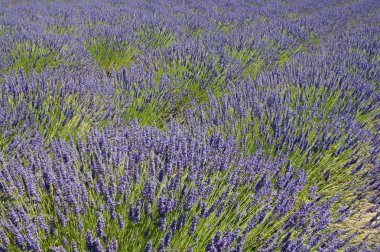 Çiçek açan lavantalar alan
