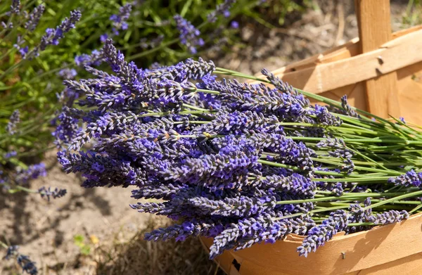 Mand met een lavendel — Stockfoto