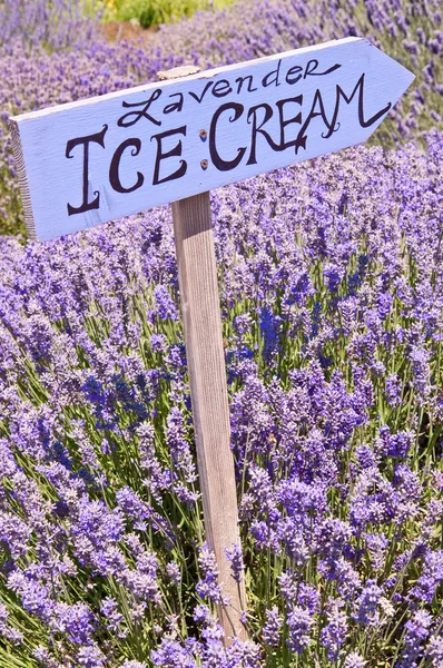 Punkt znak lody na polu lawendy — Zdjęcie stockowe