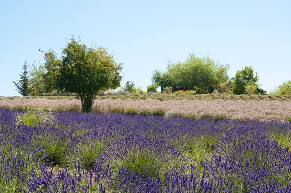 Lavanda flor florescendo campo perfumado com árvore — Fotografia de Stock