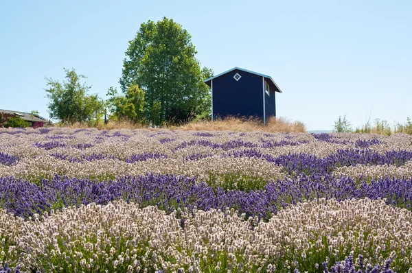 Campo desabrochando perfumada flor de lavanda — Stockfoto