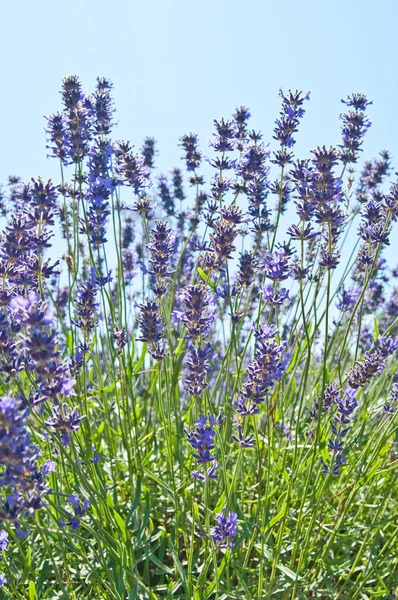 Lavendel bloemen bloeien geurige veld op de zomer — Stockfoto