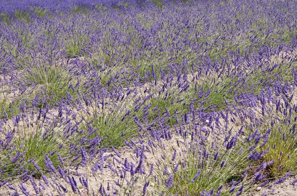 Schöne Lavendelfelder im Sommer — Stockfoto