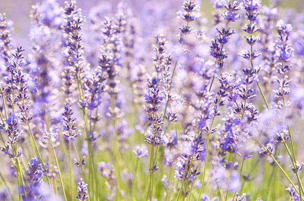 Lavanda flor florescendo campo perfumado — Fotografia de Stock