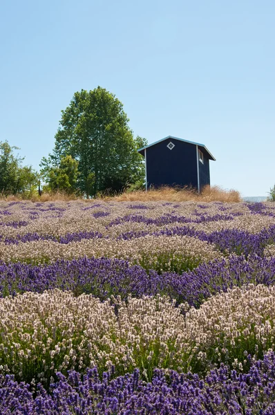 Paisagem de campo de lavanda com casa, armazenamento de lavanda — Fotografia de Stock