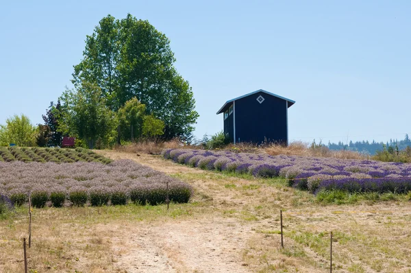 Lavender flower blooming scented field landscape with storage, S — Stock Photo, Image