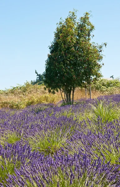 Lavanda flor florescendo campo perfumado com árvore — Fotografia de Stock