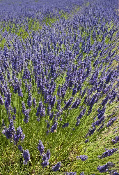 Belo campo de lavanda no verão — Fotografia de Stock