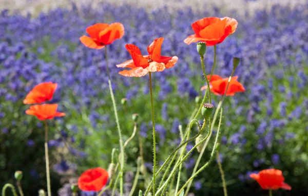 Poppies on the lavender field — Stock Photo, Image