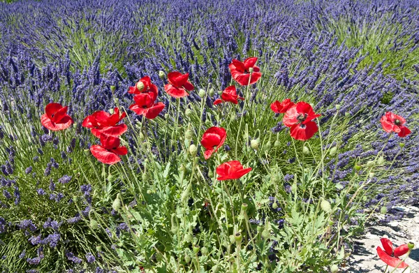 Poppies on the lavender field — Stock Photo, Image