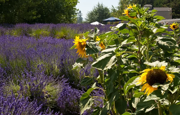 Sonnenblumen auf Lavendelfeld — Stockfoto