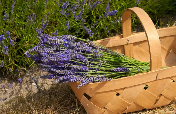 Basket with a lavender Stock Image