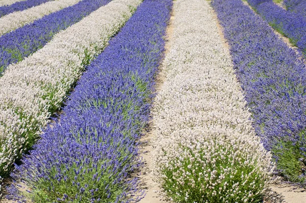 Лавандовое поле с белыми и фиолетовыми растениями Стоковая Картинка