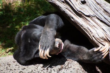 uyku sun bear