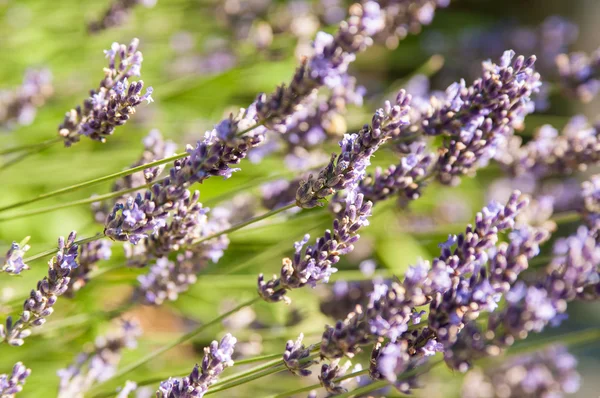 Lavendel veld, zomer — Stockfoto