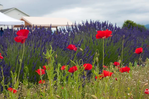 Лавандовое поле с цветами мака — стоковое фото