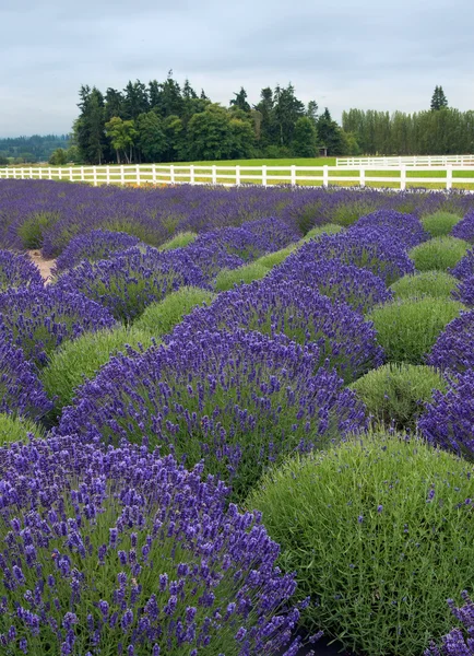 Lavendel veld, washington lavendel boerderij — Stockfoto