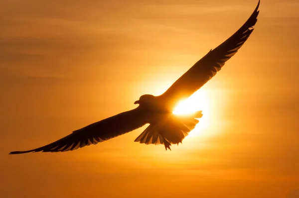 Silhouette Birds ao pôr-do-sol. Gaivotas ao pôr do sol . — Fotografia de Stock