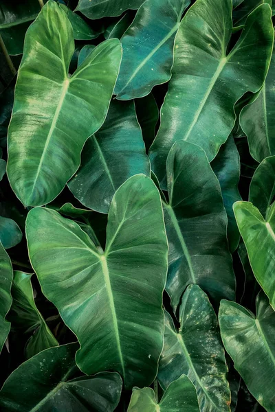 Patrón Textura Las Hojas Verdes Que Florecen Jardín — Foto de Stock