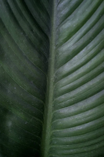 Patrón Textura Las Hojas Verdes Fondo — Foto de Stock