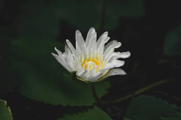 Beauty White Lotus Flower Blooming Garden — Stock Photo, Image