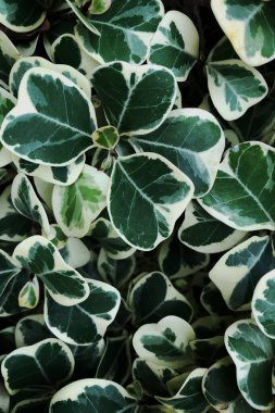 Yeşil yaprakların desen ve dokusu 