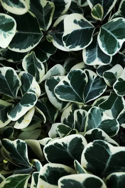 Muster Und Textur Der Grünen Blätter Hintergrund — Stockfoto