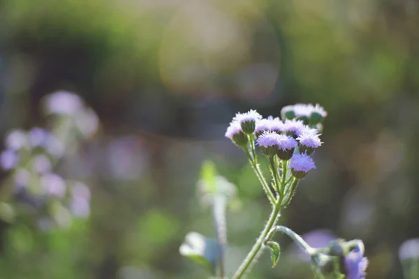 Schoonheid Van Paars Gras Bloemen Bloeien Velden — Stockfoto