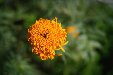 Bahçede açan kadife çiçeğinin güzelliği