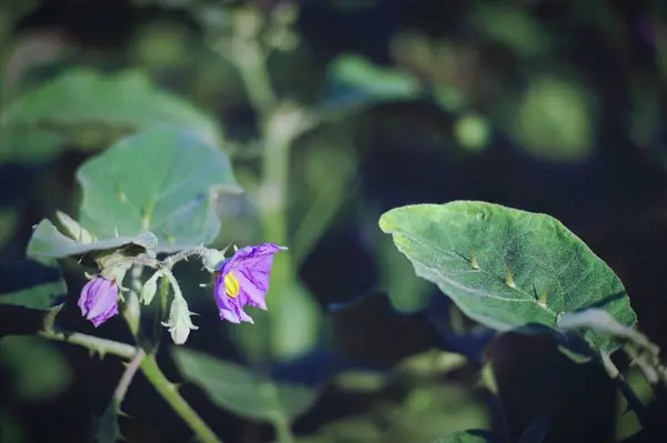庭に咲く美しい紫色の花 — ストック写真