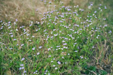 Mor kır çiçeklerinin güzelliği tarlalarda çiçek açıyor 