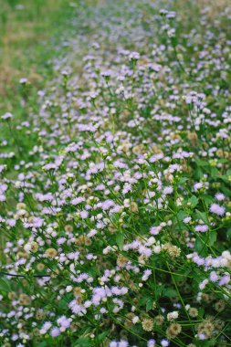 Mor kır çiçeklerinin güzelliği tarlalarda çiçek açıyor 