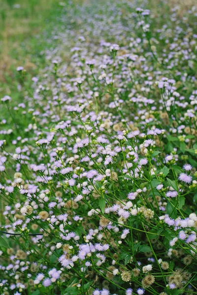Mor kır çiçeklerinin güzelliği tarlalarda çiçek açıyor 