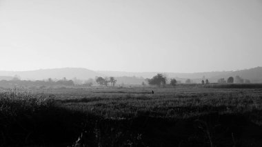 Siyah beyaz dağ arkaplanlı pirinç tarlaları 