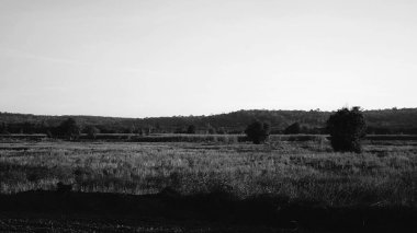 Siyah beyaz dağ arkaplanlı pirinç tarlaları 