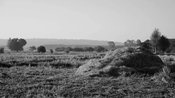 Rijstvelden Met Bergachtige Achtergrond Zwart Wit — Stockfoto