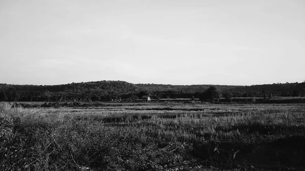 Rice Fields Mountain Background Black White — Stock Photo, Image