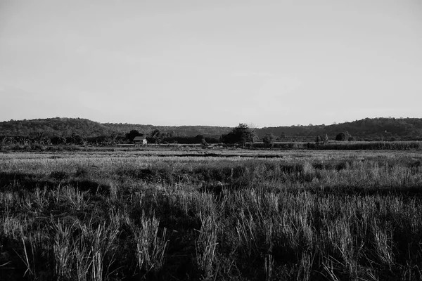 Rice Fields Mountain Background Black White — Stock Photo, Image