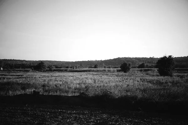 Campos Arroz Con Fondo Montaña Blanco Negro —  Fotos de Stock