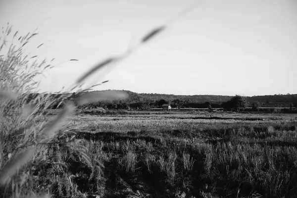 Rice Fields Mountain Background Black White — Stock Photo, Image