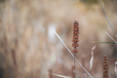 Çimenlerin güzelliği güneş ışığı vurduğunda