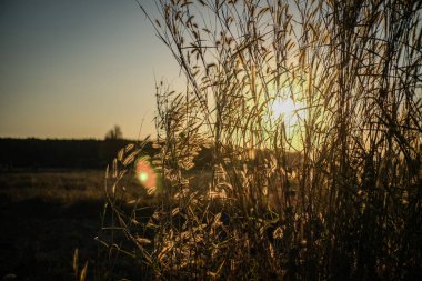 Çimenlerin güzelliği güneş ışığı vurduğunda