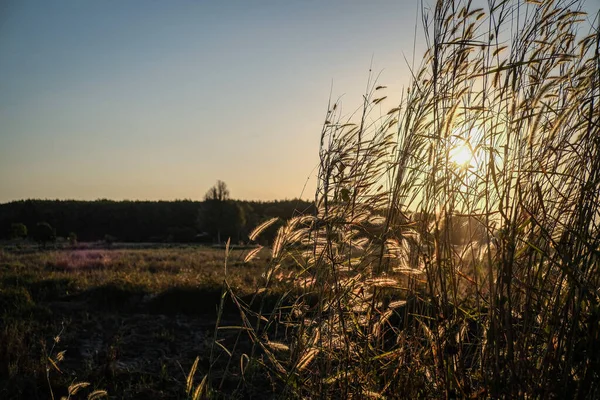 Skønheden Græsset Blomstrer Når Sollyset Rammer - Stock-foto